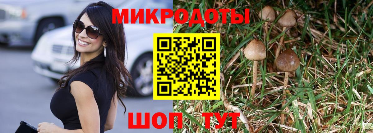 Галлюциногенные грибы Psilocybe Мценск